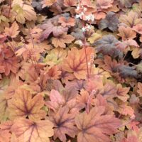 Close-up of vibrant orange, yellow, and pink Heucherella 'Sweet Tea' Foamy Bells leaves in a 6" pot, with tall flower stalks emerging, showcasing the plant’s colorful beauty.