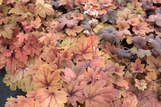 Heucherella 'Sweet Tea' Foamy Bells 6" Pot