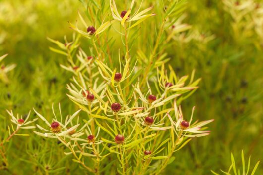 Leucadendron 'Bright Eyes'
