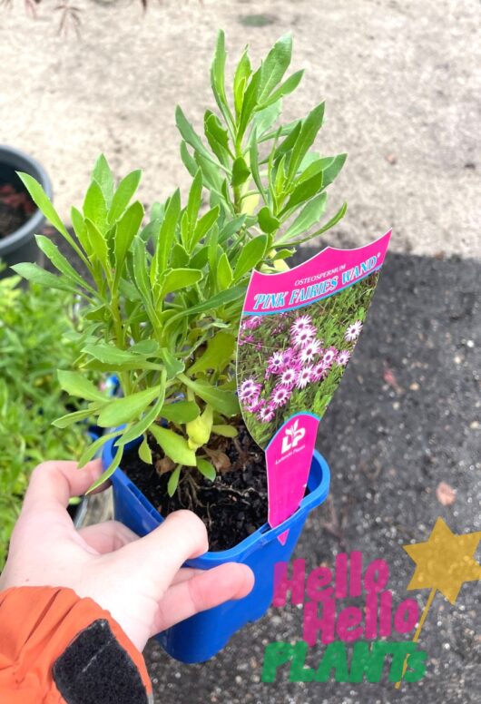 Osteospermum 'Pink Fairies Wand' African Daisy 4" Pot