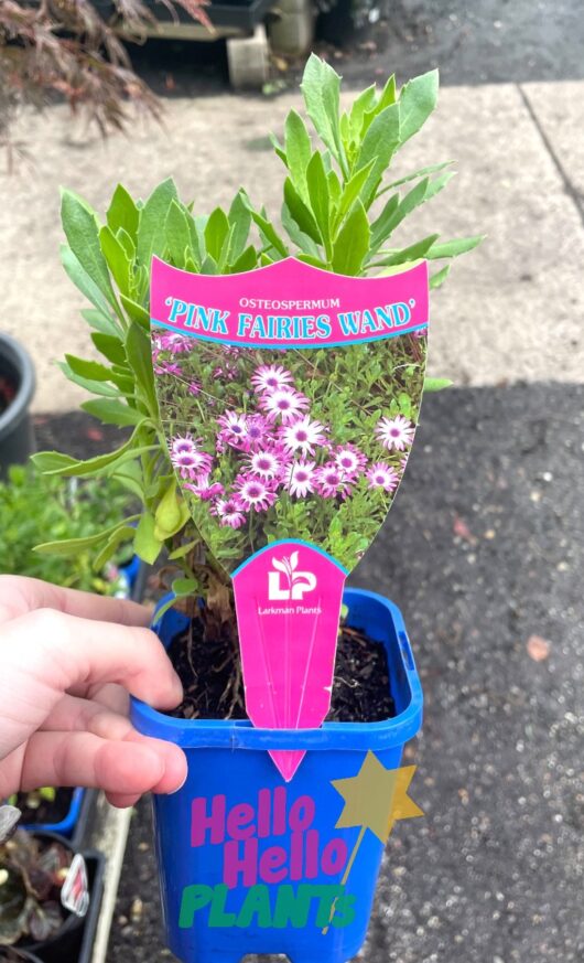 Osteospermum 'Pink Fairies Wand' African Daisy 4" Pot
