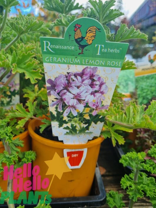Geranium 'Lemon Rose'