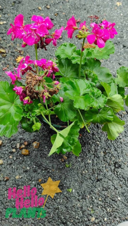 Geranium 'Maverick™ Violet' 7" Pot
