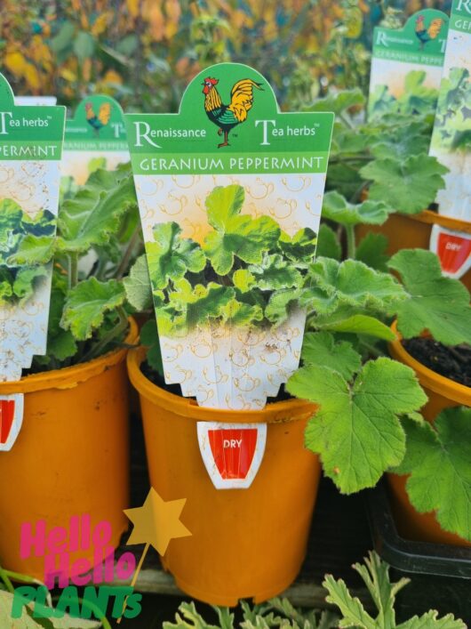 Geranium 'Peppermint' 4" Pot
