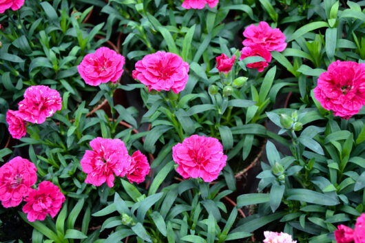 Dianthus 'Rose Joy' 4" Pot