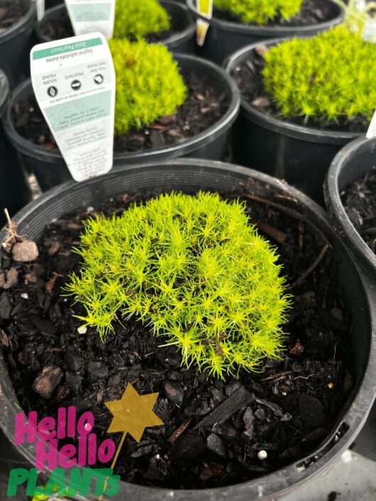 Sagina 'Lemon and Lime Irish Moss' 8" Pot