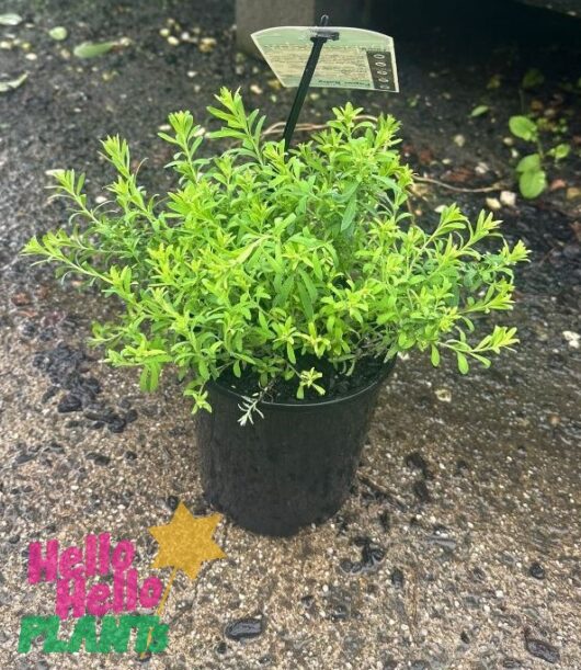 Rhodanthe 'Paper Baby' Everlasting Daisy 6" Pot