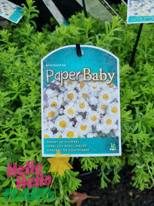 Rhodanthe 'Paper Baby' Everlasting Daisy 6" Pot
