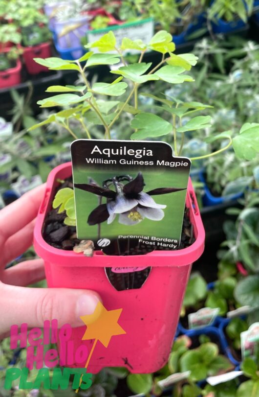 Aquilegia 'William Guiness Magpie' 4" Pot