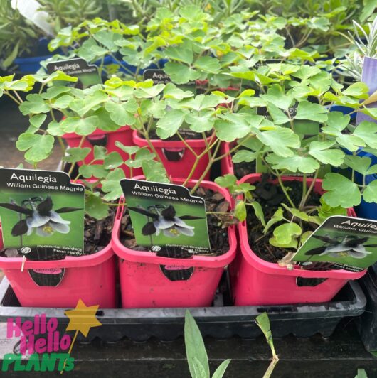 Aquilegia 'William Guiness Magpie' 4" Pot
