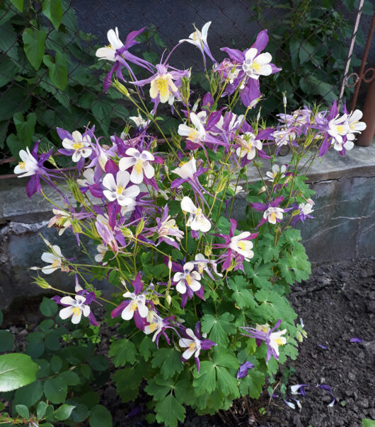 Aquilegia 'William Guiness Magpie'