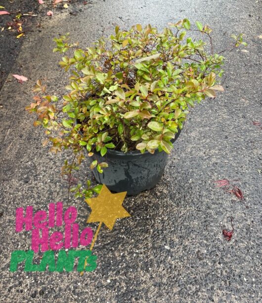 Lagerstroemia 'Houston' Minature Crepe Myrtle 13" Pot
