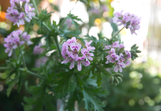 Geranium 'Lady Plymouth' 4" Pot
