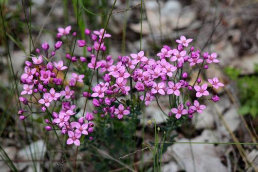 Boronia 'Show Off'