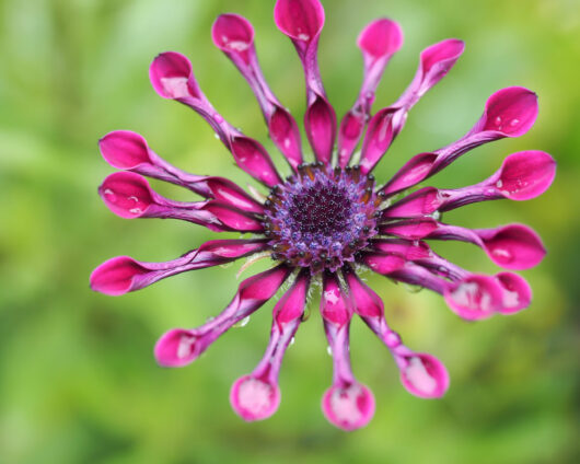 Osteospermum 'Spider Pink' African Daisy 4" Pot