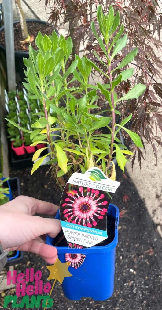 Osteospermum 'Spider Pink' African Daisy 4" Pot