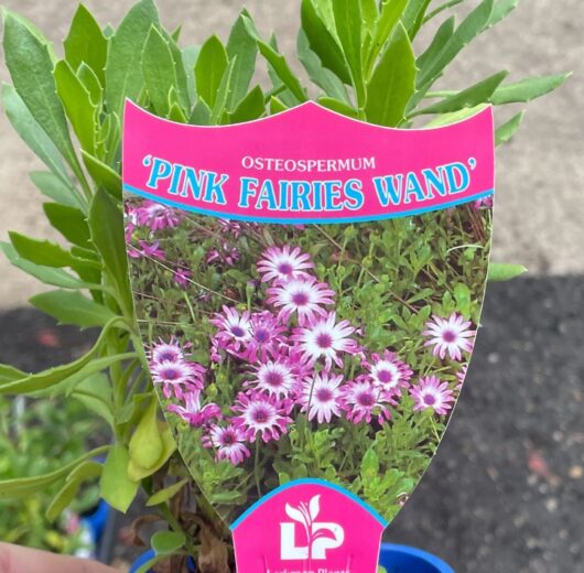 Osteospermum 'Pink Fairies Wand' African Daisy 4" Pot