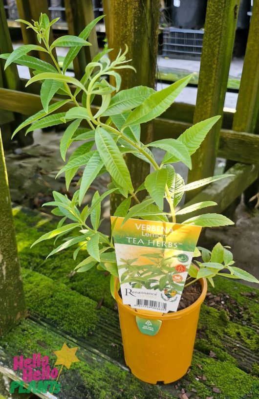 A Verbena 'Lemon' plant in a vibrant yellow 6" pot, labeled as "verbena" and "tea herbs," sits perfectly on a mossy surface against a rustic wooden fence.