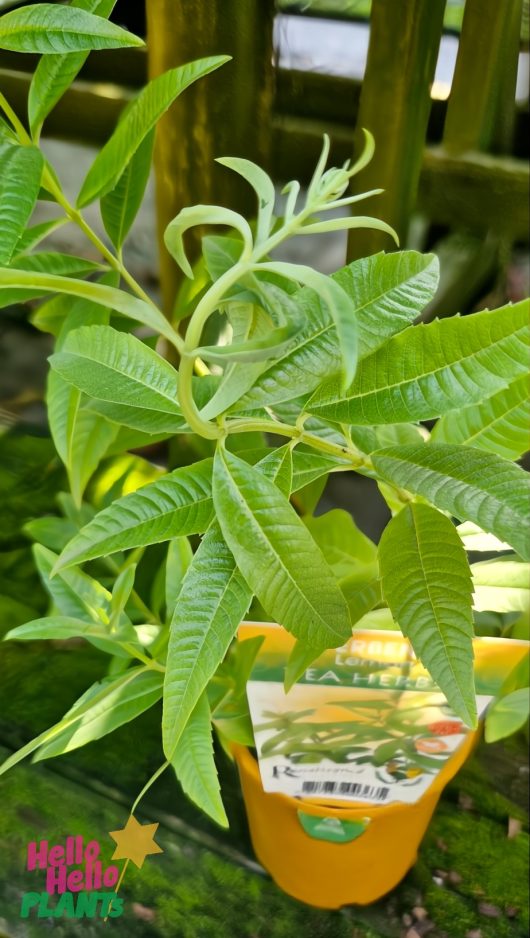 A Verbena 'Lemon' with long, narrow green leaves elegantly resides in a vibrant yellow 6" pot, featuring an attached tag with text and a logo.