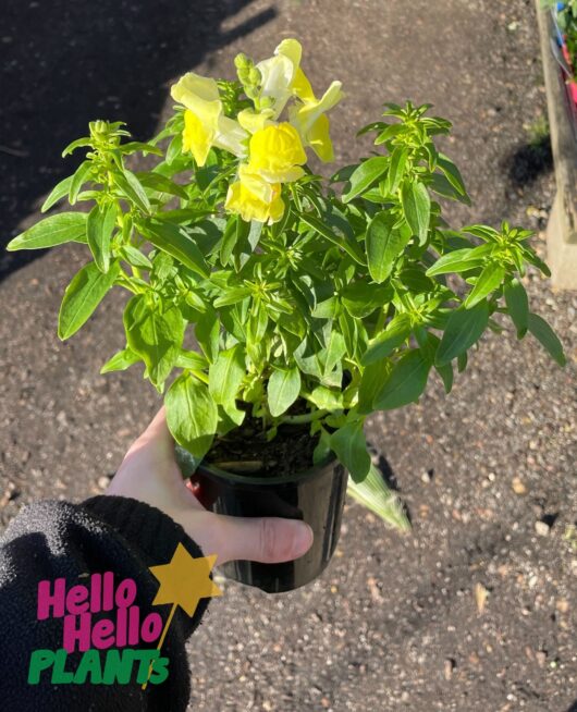 Antirrhinum majus maximum Snapdragon mix 4inch pot yellow flowering