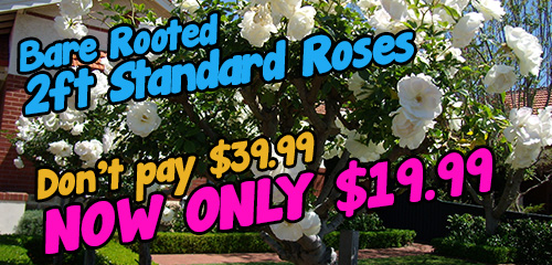 Bare rooted roses 2ft Standard Roses 50% off