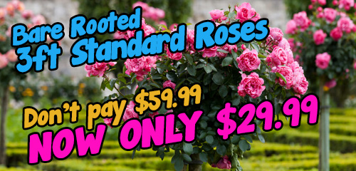 3ft Standard Roses 50% off bare rooted winter 2023