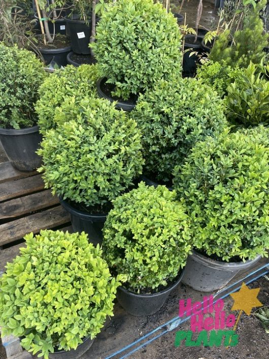 Buxus sempervirens English Box topiary balls spehere trimmed into different shapes and sizes green leaves