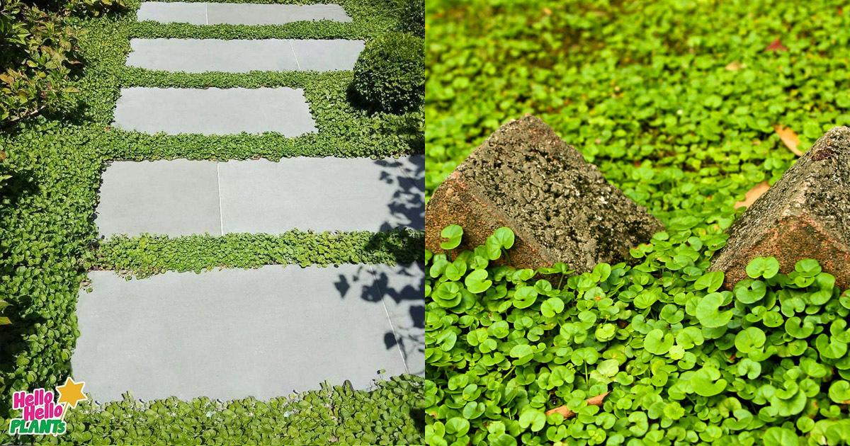 Dichondra repens is one of the best Australian groundcovers