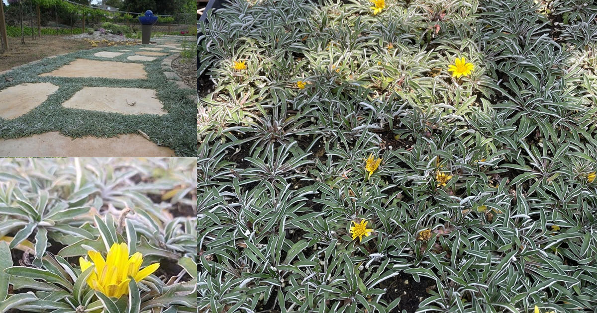 Silver Carpet is from South African but works well as a groundcover in Australia