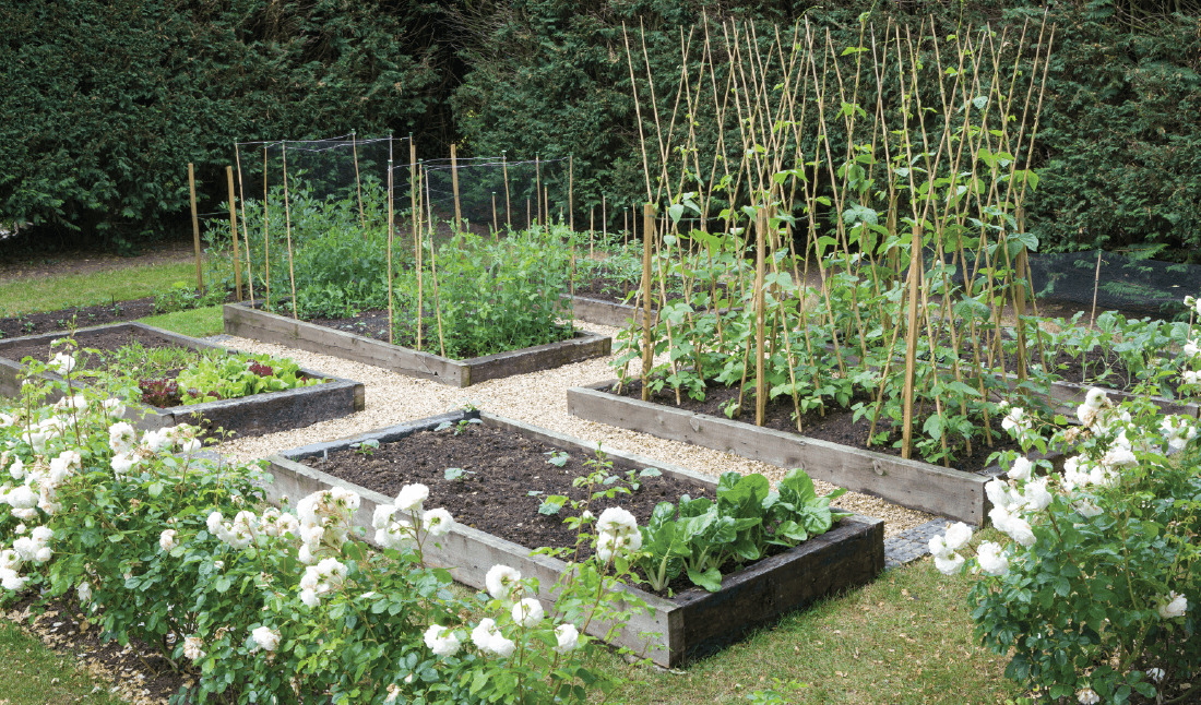 Edible Garden