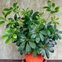 Dwarf Umbrella Plant Schefflera arboricola potted