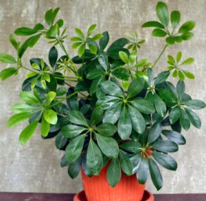 Dwarf Umbrella Plant Schefflera arboricola potted