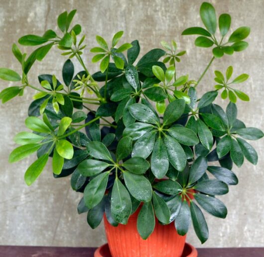 Schefflera arboricola 'Dwarf Umbrella Plant' - Hello Hello Plants
