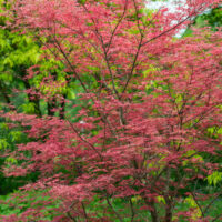 An Acer 'Atropurpureum' Upright Japanese Maple, featuring delicate branches and vivid red leaves, stands out against green foliage in a garden setting.