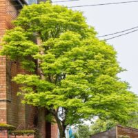 Acer palmatum 'Japanese Maple' (Bare Rooted)