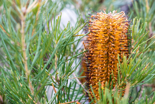 Banksia 'Honeyeater Delight' 6" Pot