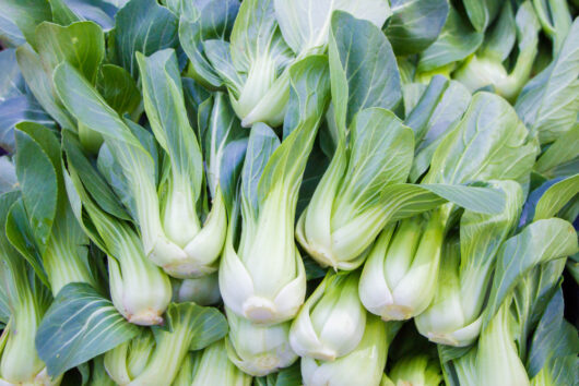Bok Choy 4" Pot