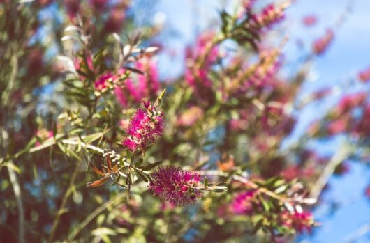 Callistemon 'Candy Burst™' Bottlebrush 6" Pot