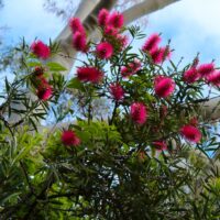 Callistemon 'Fluro Burst™' Bottlebrush 8" Pot features bright pink, spiky flowers and green leaves that stand out against tall tree trunks and a vivid blue sky.