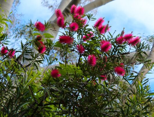 Callistemon 'Fluro Burst™' Bottlebrush 6" Pot