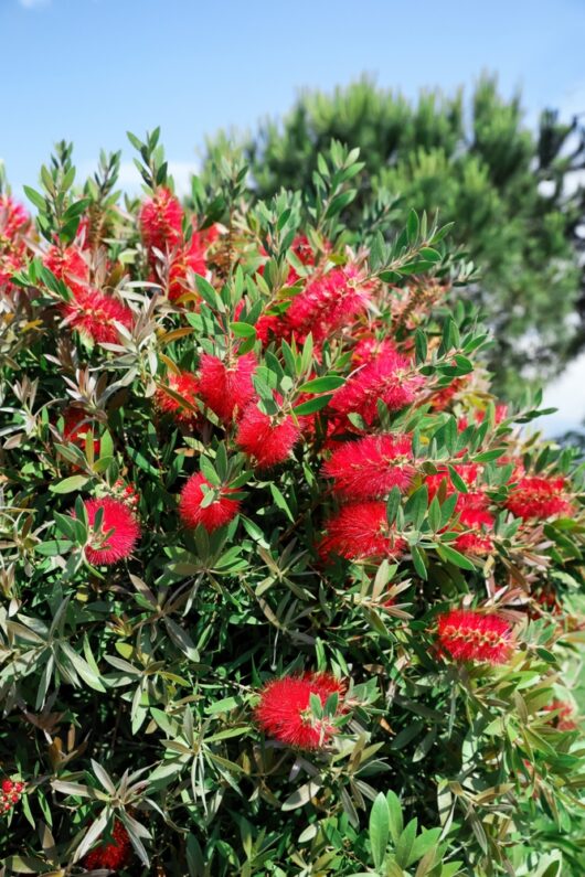 Callistemon 'Rhapsody in Red' PBR 8" Pot
