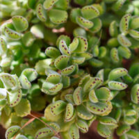 Close-up of Cotyledon 'Bear's Paw' in a 6" pot, featuring green leaves with distinctive dark red-edged tips.