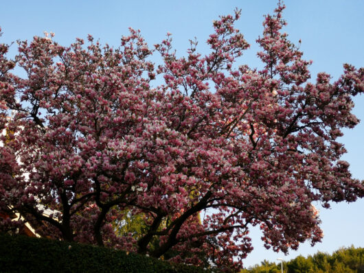 Magnolia 'Soulangeana'