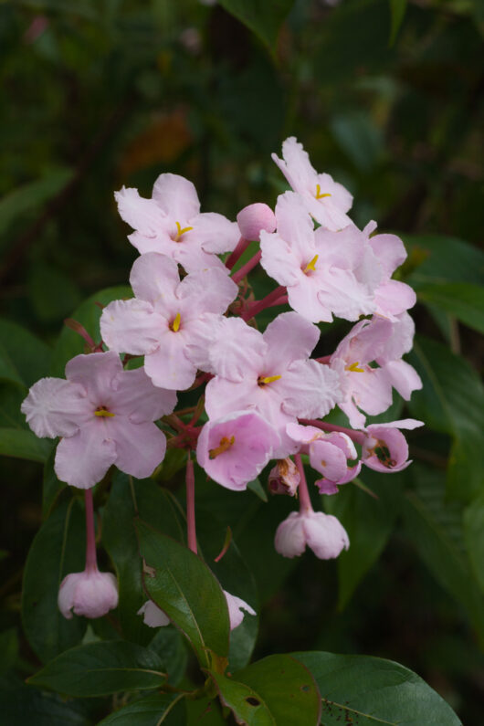 Luculia grandiflora 8" Pot