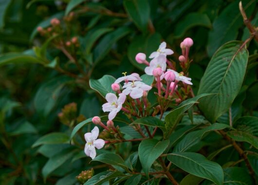 Luculia grandiflora 8" Pot