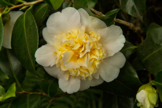 Camellia japonica 'Brushfield's Yellow'
