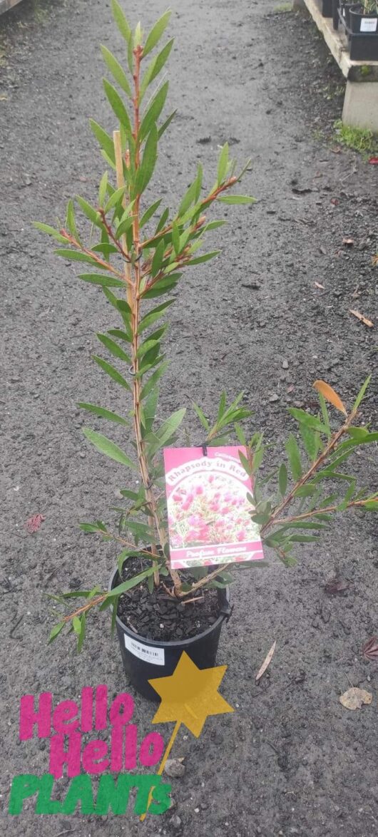 Callistemon 'Rhapsody in Red' PBR 6" Pot