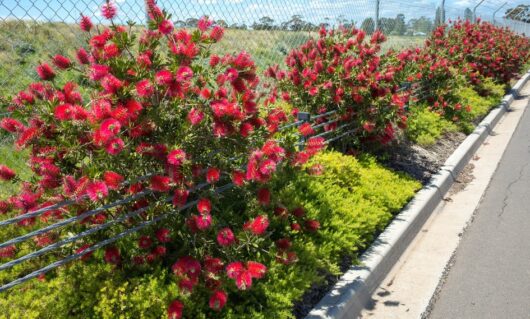 Callistemon 'Redmans Fire' Bottlebrush 8" Pot
