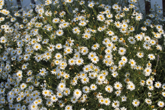 Brachyscome 'Pacific Cloud' Native Daisy 6" Pot