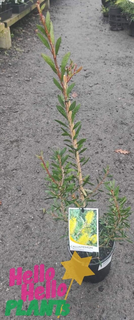 Callistemon 'Moina Formal' Bottlebrush 6" Pot